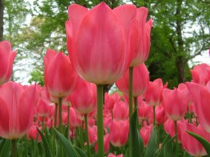 szutanok-es-tulipanok-37236