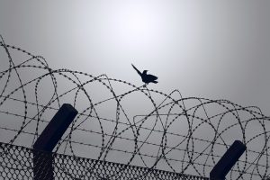 Bird on barbed wire