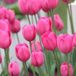 tulipan