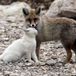 Cat-and-fox-are-best-friends-in-Van-Lake-Turkey-9