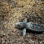 baby_caretta