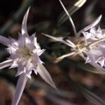 narciszliliom2