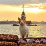 Cats_of_Istanbul