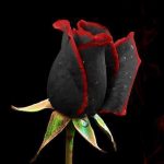 Beautiful-black-rose-from-Halfeti-Turkey.