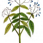 Lawsonia_inermis_Ypey36