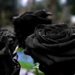black-roses1