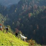 artvin1