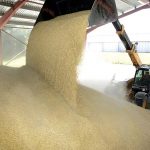 gabona_export