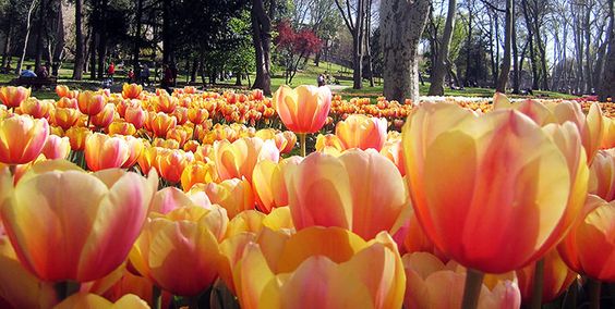 tulipanfesztival