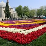 tulipanszonyeg5