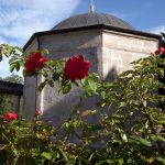 Rózsa – a virágok királynője