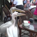 Megtámadták a nőt a pelikánok