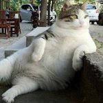 Isztambul tüneményes macskája, Tombili a múlt héten elpusztult