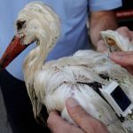 Yol haritasını çıkarmak için çip takılmıştı: 2 bin 600 kilometre uçan leylek, Mersin’de vuruldu