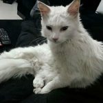 Miután megmentette az életét, örökbefogadta a macskát a sürgősségi orvosa