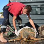caretta