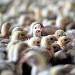 Macaristan’da kuş gribi