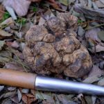 Hazine gibi değerli “mantar” bulundu