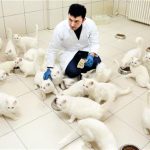 Van-e élet a van macskákon túl?