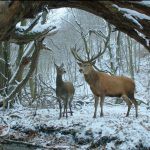 IldIko Enyedi sıra dışı aşıklarını rüyalarında buluşturuyor
