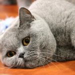 Kediler Budapeşte Kedi Fuarında Yarıştı