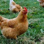 Macaristan’da Kuş Gribine Karşı Önlem