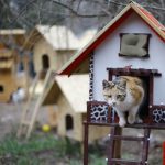 Egy filmből vett ötlet alapján macskafalut építettek Törökországban