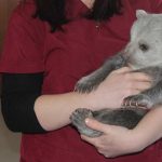 Medvebocsot találtak Északkelet-Törökországban