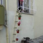 Şebnem Ilhan különleges létrája