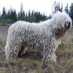 komondor