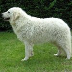 kuvasz