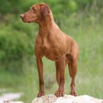 vizsla1