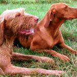 vizsla2