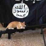isis-cat-with-gun-twitter-1024×576