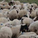 ŞIVAN (ÇOBAN) BELGESELİ