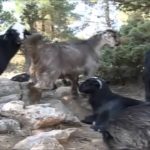 YÖRÜKLERİN YAŞAMINDAN GÖMBE YAYLASI ANTALYA