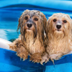 Budapeşte’de ve 8 ilde aşırı sıcaklara karşı “kırmızı alarm”