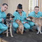 Macaristan’da sokak köpeklerini ve mahkumları “ıslah etme” projesi