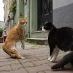 Jönnek, jönnek, jönnek Isztambul macskái: a Simlis, a Szerető, a Pszichopata, a Bulikirálynő, a Játékos, a Vadász és az Úriember