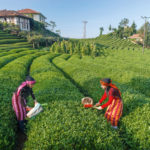 Rize