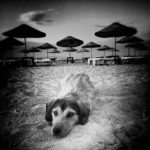 Nagyszerű fotók a török utcák kóbor kutyáiról