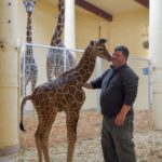 Yavru zürafa halkın gözbebeği oldu