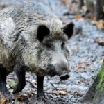 Polonya yaban domuzlarına karşı 1200 kilometre uzunluğunda duvar örüyor