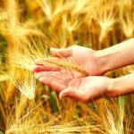 syngenta