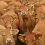cow-1506860_960_720(2)