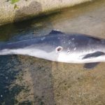delfin