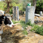 Alkalmi vétel: eladó ókori város