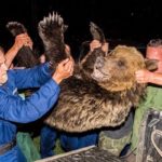 Firardaki ayı yakalandı