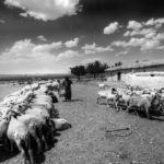 celal-gezici-3