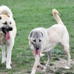 A török kangal pásztorkutyák a francia juhok új őrei